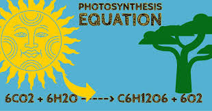 At the conclusion of cellular respiration, oxygen is the final electron acceptor. The Photosynthesis Equation Made Easy