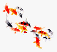 koi fish computer file transparent background koi fish png png download transparent png image pngitem koi fish computer file transparent