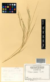 Image result for Enteropogon prieurii