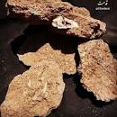 نتیجه تصویری برای گل صابونی در دفینه