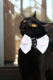 Black And White Cat With Bow Tie Asian Fabric Classic Cat Bow Tie Collar Accessory In Black And White Cat Bow Tie Pet Accessories Cat Costumes