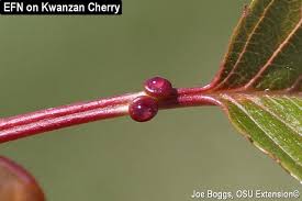 Image result for Nectaropetalum