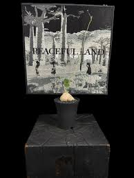 Image result for Trochomeria macrocarpa