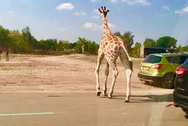 Beekse bergen 31, 5081 nj hilvarenbeek, holandija. Safaripark Beekse Bergen Holland Reisetipp Fur Familien Reisen Reisen Mit Kindern Urlaub Mit Kleinkind