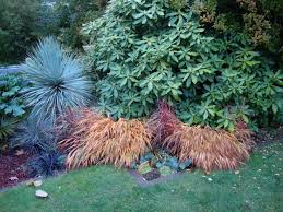Image result for hakonechloa macra nicolas