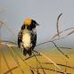 Bobolink Walk