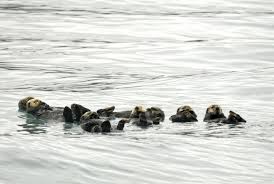 When Sea Otters Drift In A Group It S Called A Raft 22 Reasons Sea Otters Are Your Favorite Sea Creature Sea Otter Otters Sea Creatures