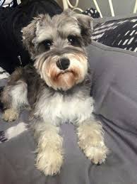Dark chocolate female schnoodle puppy looking for a new home. Giant Schnoodle Puppies For Sale Near Me The Y Guide