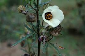 Image result for Hibiscus tridactylites