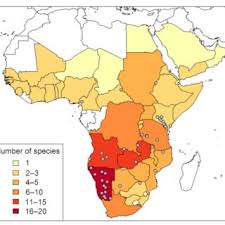 Image result for Pogonospermum subsessile