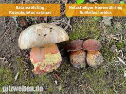 Satansrohrling Satanspilz Teufelspilz Rubroboletus Satanas