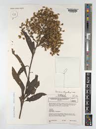 Image result for Vernonanthura polyanthes