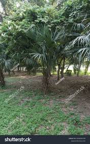 Image result for Nannorrhops