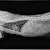Cat cancer is something i was already painfully familiar with. 1