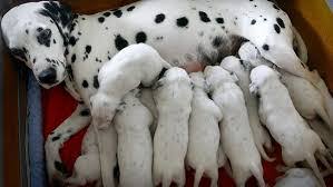 Dover - True or False? Dalmatians are born without spots. Answer: True! Dalmatian  puppies are born with plain white coats, and their first spots usually  appear within 3-4 weeks after birth. However,
