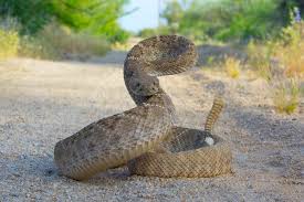 Western Diamondback Rattlesnake Rattlesnake Snake Diamondbacks