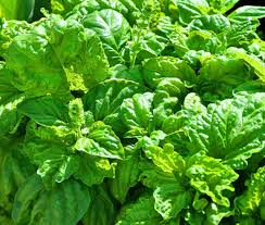 Image result for Basilicum