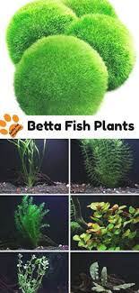 Pet Care Tip Get Live Betta Fish Plants For Your Betta Tank Setup To Help Keep Your Betta Water Clean In 2020 Betta Fish Tank Fish Tank Plants Fish Plants