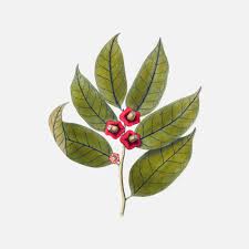 Image result for Heisteria