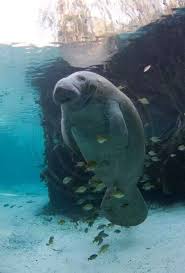 Manatees Are An Endangered Species There Are Only About 6 000 Of Them Left In The Waters Around Animals Beautiful Beautiful Sea Creatures Ocean Creatures