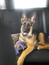 To learn more about shutzhunds visit the shutzhund page. German Shepherd Puppies Kansas City Area Pets Lovers