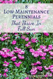 Full Sun Perennials 15 Beautiful Low Maintenance Plants That Thrive In The Sun Gardening From House To Home Full Sun Perennials Sun Perennials Full Sun Garden