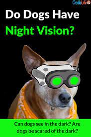 Do Dogs Have Night Vision Can Dogs See In The Dark 5 Amazing Dog Eye Facts Oodle Dogs Outside Dogs Girl And Dog Dog Facts