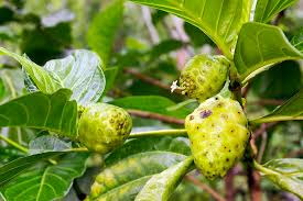 Image result for Morinda