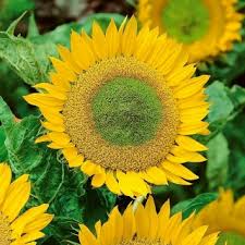 Taman pot bunga matahari umum berkebun kreatif bunga matahari. Bunga Matahari Hias Kerdil Green Hobbit Untuk Budidaya Dalam Pot Biji Garden Seeds Market Bebas Biaya Kirim