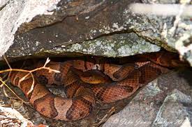 Four Likely Gravid Northern Copperheads Sharing An Exposed Cover Rock Northern Photo Rock
