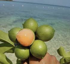 Pin By Ashleigh On Foreign In 2020 Fruit Caribbean Recipes Last Day Of Summer