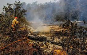 Check spelling or type a new query. Acao Humana E Causa De Incendios No Pantanal Indica Pericia