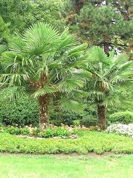 Die Hanfpalme Urlaubsflair Im Heimischen Garten Hanfpalme Palmenarten Mediterrane Pflanzen