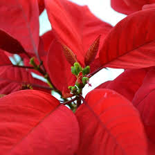 So, even if you think it's unlikely that you're allergic or developing allergies to cats, you should know the signs and symptoms. Are Christmas Plants Poisonous To Dogs And Cats