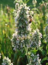 Image result for Lamiaceae