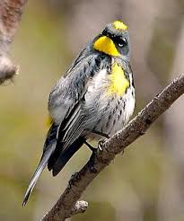 Birds Of Western Washington Identification Pin On Birds