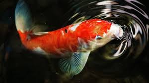 Jenis pakan ikan koi secara garis besar, pakan ikan koi terdiri jenis makanan ikan koi yang bagus haruslah memenuhi kebutuhan gizinya. Bikin Ngelus Dada Orang Ini Nekat Goreng Ikan Koi Karena Penasaran