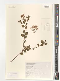 Image result for Pluchea ovalis