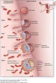 Pin On Histo