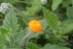 Image result for Crassocephalum ducis-aprutii