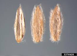 Image result for Digitaria velutina