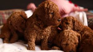 Cavoodle Puppies For Sale Sydney 4 Weeks Old Cavapoo Puppy Breeder Cavapoo Puppies Puppies For Sale Puppies