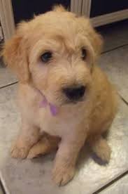 Goldendoodle puppies florida, lake worth, florida. Adorable F1 Goldendoodle Puppies For Sale In Mims Florida Classified Americanlisted Com