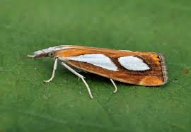 Image result for Catoptria pinella