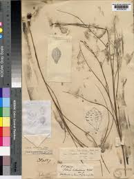 Image result for Scleria lithosperma