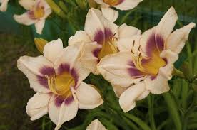 Walk through our display gardens and experience incredible combinations of plants, colors and texture! Daylilies That Bloom All Summer Long Miss Chen Garden Manage Gfinger Es La App De Jardineria Mas Profesional