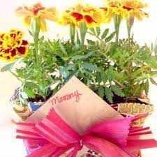 We did not find results for: Mother S Day Potted Flower Wrapped Gift Best Gifts Ideas For Mom Bowdabra Blog