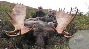 Check spelling or type a new query. Alaska Yukon Bull Moose Hunter Takes This Big Alaska Yukon Moose Youtube