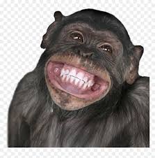 Are you searching for funny smile png images or vector? Smiling Monkey Funny Hd Png Download Vhv