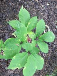 Mature ginseng plants are at least 5 years old and have 3 or 4 prongs. Treating A Sick Ginseng Plant Troubleshooting Common Diseases Of Ginseng